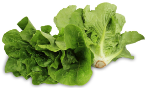 OPAKOWANIE ZBIORCZE (szt) - SAŁATA RZYMSKA MINI ŚWIEŻA BIO (POLSKA) (około 8 opakowań)