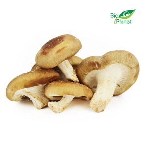 OPAKOWANIE ZBIORCZE (kg) - GRZYBY SHIITAKE ŚWIEŻE BIO (POLSKA) (około 2 kg)