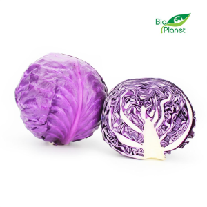 KAPUSTA CZERWONA MŁODA ŚWIEŻA BIO (około 1,00 kg)