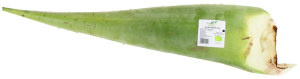 ALOES ŚWIEŻY BIO (około 0,50 kg)