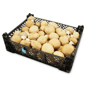 OPAKOWANIE ZBIORCZE (kg) - PIECZARKI BRĄZOWE ŚWIEŻE BIO (POLSKA) (około 3 kg)