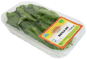 BAZYLIA ŚWIEŻA BIO (POLSKA) (około 50 g)
