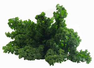 OPAKOWANIE ZBIORCZE (kg) - JARMUŻ ŚWIEŻY BIO (POLSKA) (około 2 kg)